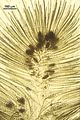 Cladosiphon irregularis3